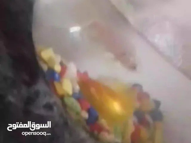 سمك نوع الجولد فيش للبيع +انجل فيش بيضاء + حوض كبير +حجار + كيس اكل صغير