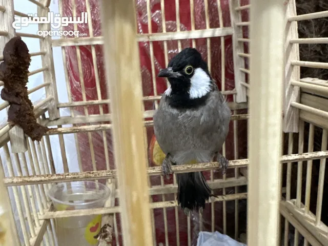 بليل بصراوي  وحشي طايح اليف فقص الشراي يجي و يسمع و بي خير و يدلل السعر 65 بي مجال مكان حي الزهراء