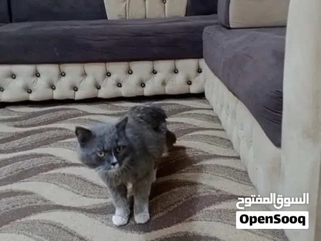 قطه نوع بلدي مكس اليفه وماشاء الله عليها