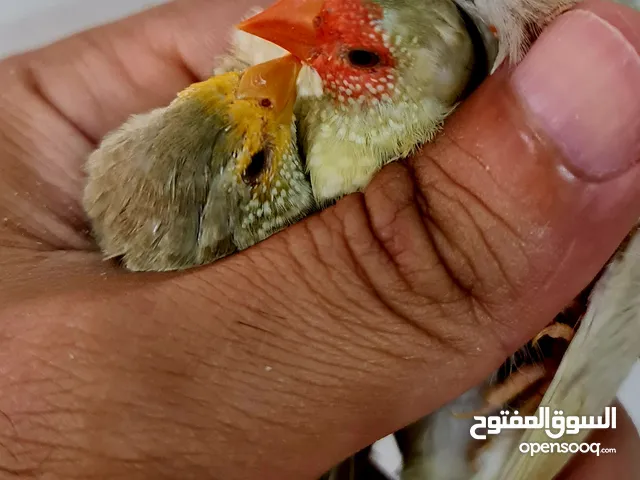 متوفر بفضل الله اندر فينشات في مصر فرخ مصري