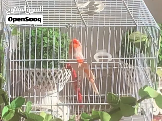 كوبيا كناري موزايك احمر مصوقرة