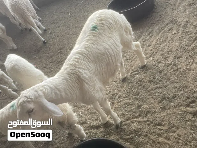 طليان حرية طائفية وصردية للبيع