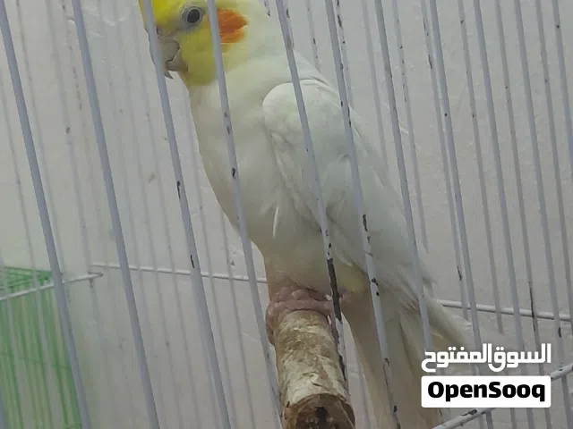 زوج كوكتيلات للبيع