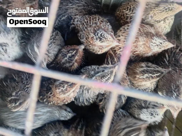 فري لاحم سعر الجوز دينارين في عمان جاوا