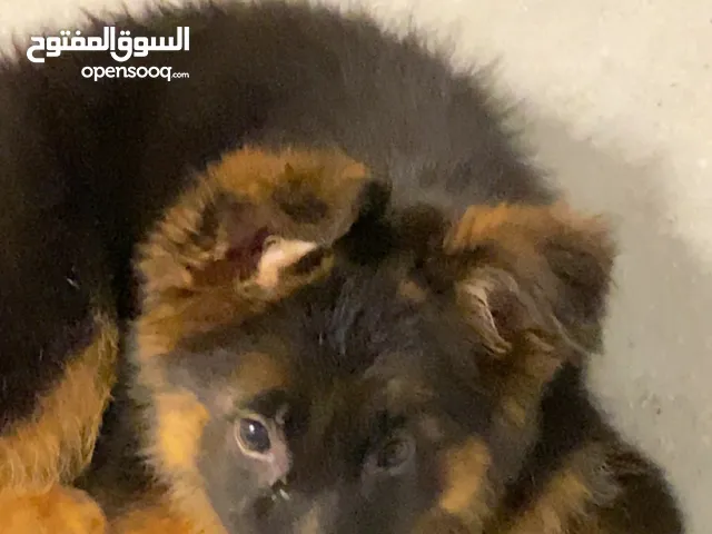 لونج هير انتاية للبيع