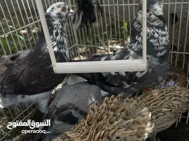 حمام زاجل مع طيور سمان