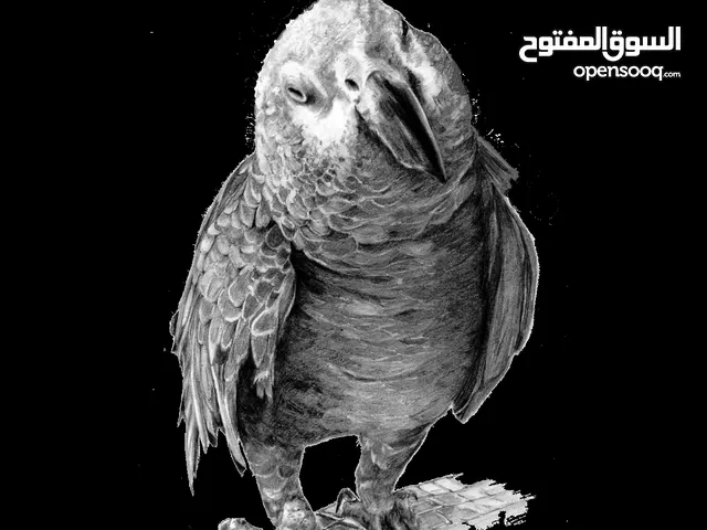 مطلوب فرخ كاسكو للشراء
