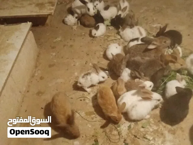 20 ارنب من عمر 50 يوم لعمر شهرين البيعكم على ثلاث دنانير من الاخر