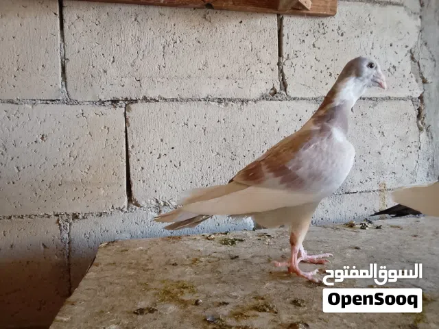 فراخ بلق للبيع