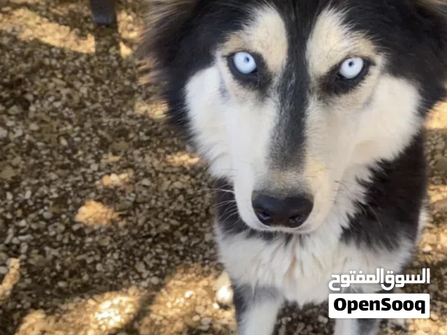 كلب هاسكي للبيع