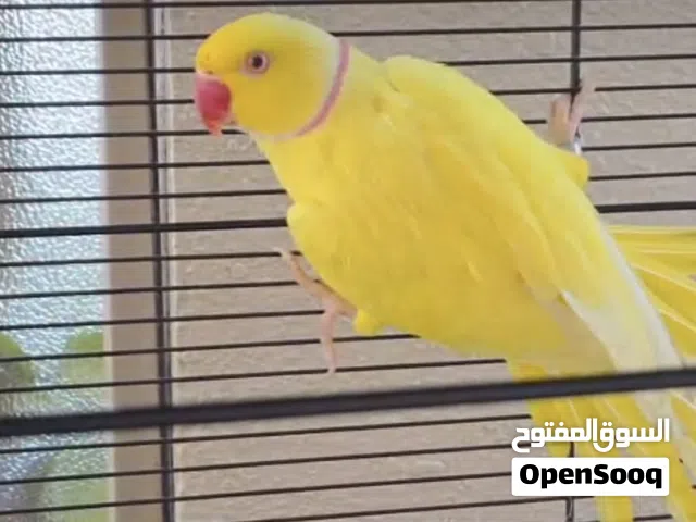 زوج لاتينو متو درة