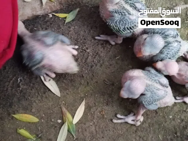 فراخ دره زق يدوي