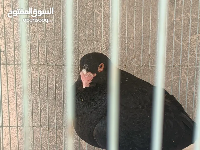 pigeon for sale