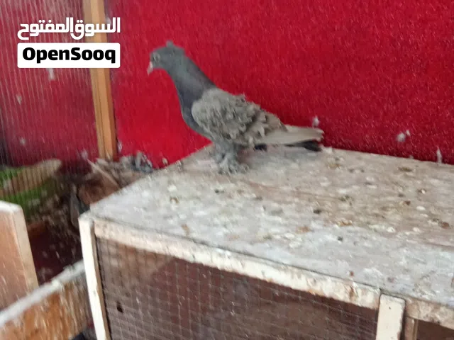 حمام نگرو وفوطه للبيع