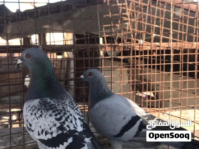 حقم البيع مستويات