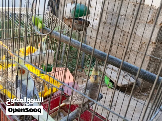 عصافير ككوتيل للبيع تبارك الرحمان