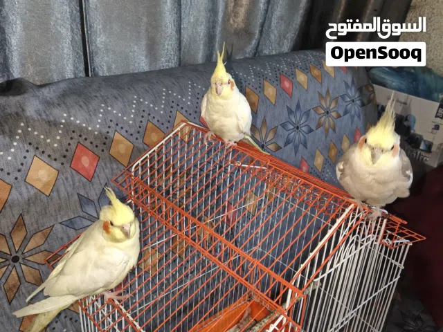 سلام عليكم كوكتيل للبيع  العدد تلاثة ثنين شكري واحد رصاصي  ثنين منهن اليفات واحد نص الافة