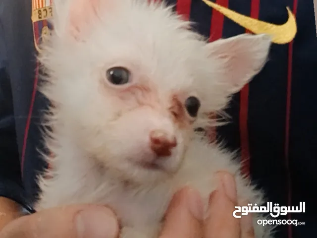 جرو بمورينين ميني حجم نادر و صغير