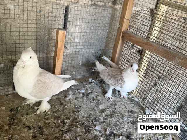 حمام ستلايت