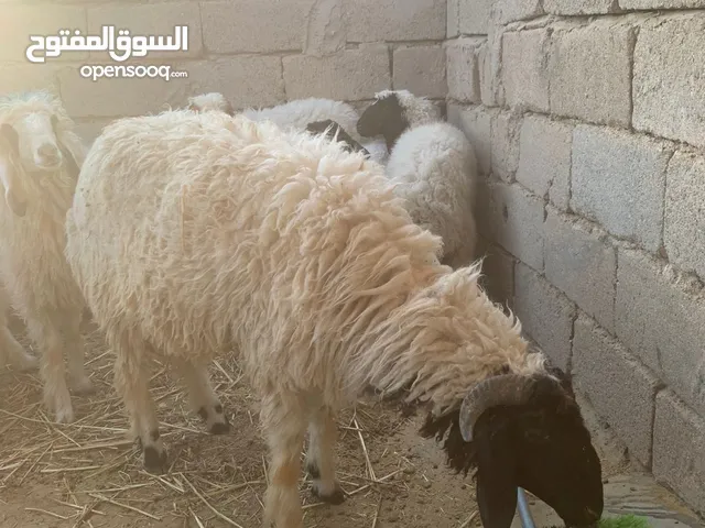 طلي لبيع مشروط مل كلشي