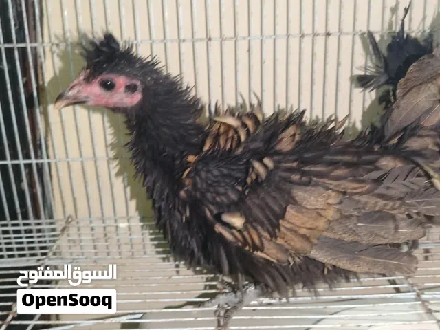دجاج فرنسي