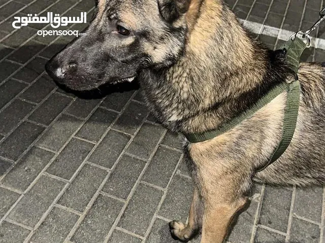كلب مالينو