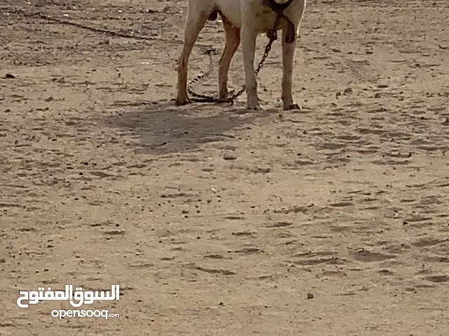 البيع كلب دوقو أرجنتين ذكر فيه حراره على الغريب وعلى الكلاب