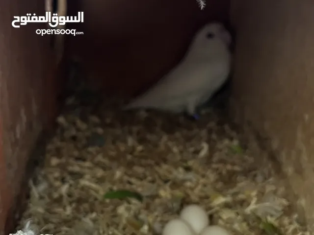 للبيع زوج روز منتج ومعهن بيض + فرخهن مجانًا
