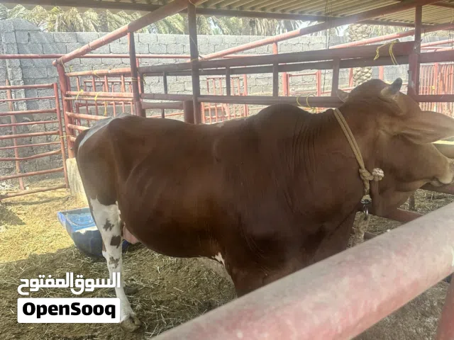 ثور للبيع.