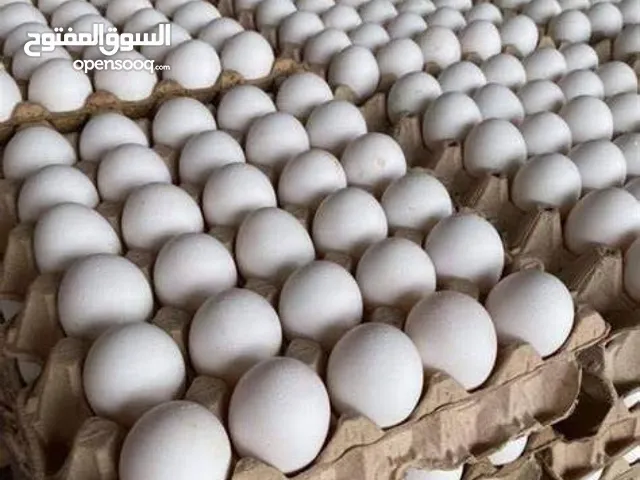 بيض ابيض عراقي