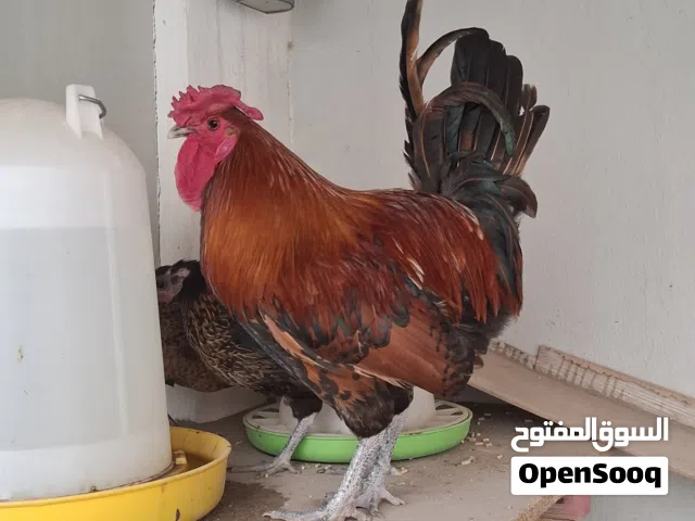 2 Roosters For sale