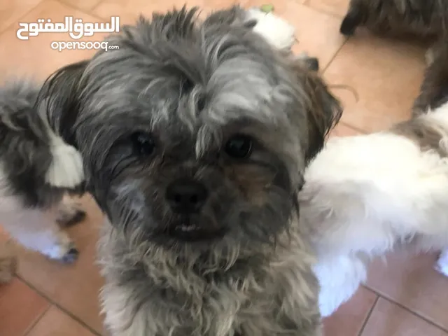 للتبني كلاب شيتزو العمر اقل من سنة نثية وذكر  for adoption two dogs under 1 year old