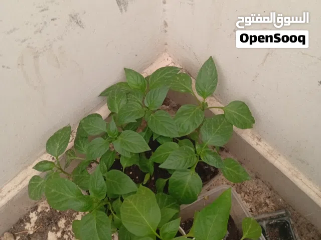 نباتات ظل للبيع
