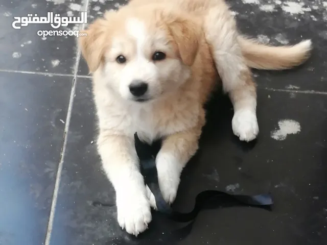 كلب جولدن ريتريفر للبيع في الاسكندريه برج العرب