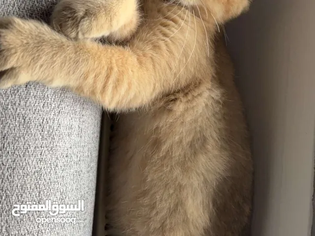 قط سكوتش فولد للبيع