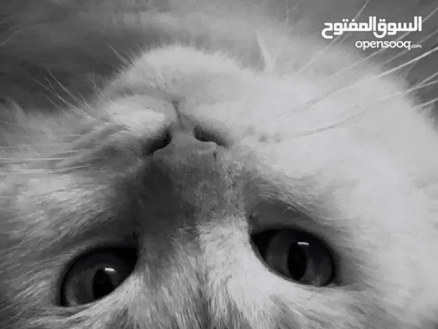 قط مفقود في جنوب الشرقيه