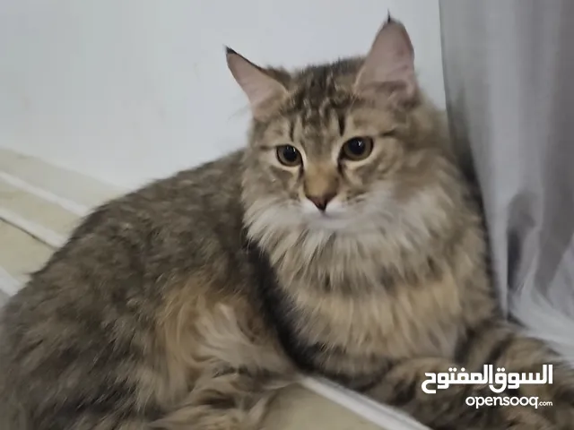 قطط للبيع شيرازيه ذكر وأنثى العمر الذكر 10 شهور والانثى 5 شهور