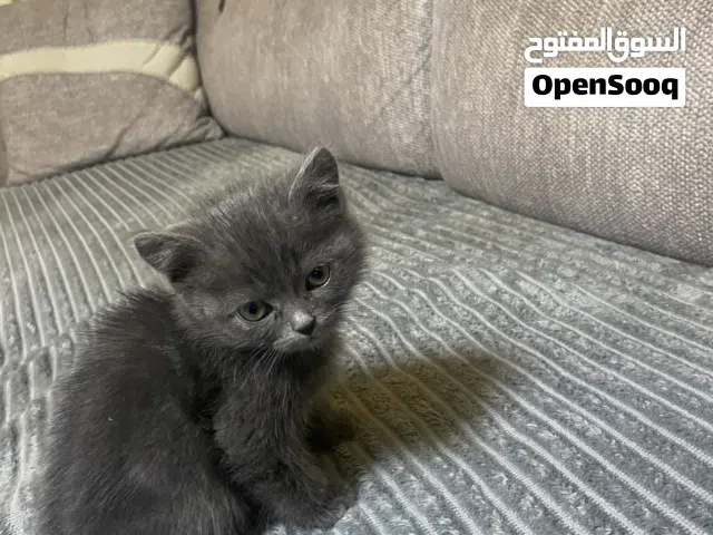 قطه سكوتش جميل