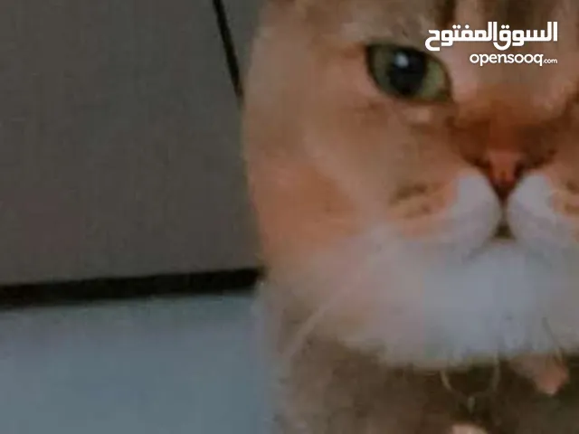 سبب بيع ظروب العمل