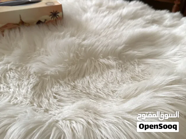 كلب وكلبة سلوقيات