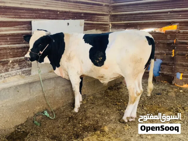 عجل سترالي عراقي حلو وسمين مال بيت