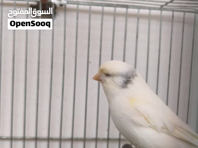ذكر قولستر بومة الله ايبارك