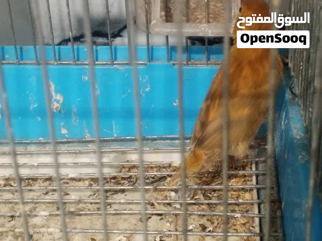 كنار للبيع