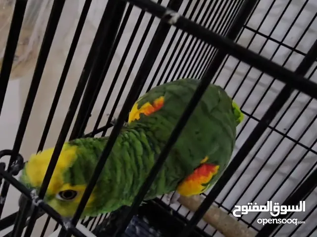 ببغاء أمازوني بلو فرونتد، ناطق وذكي - مستوى سوبر!