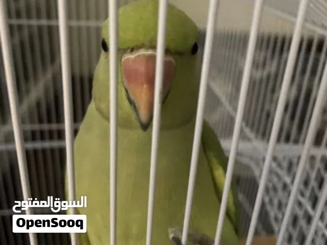 متوه بصحه جيده او مافيه اي مشاكل تقدر تطير و معاها قفصها او اكلها