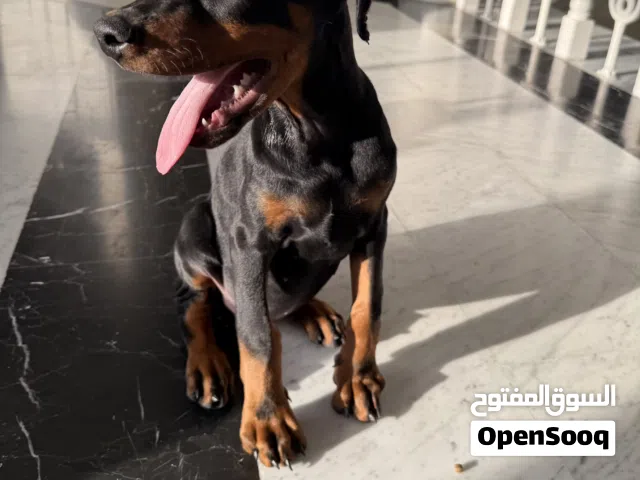 Doberman - Male - 2.5 months - Vaccinated