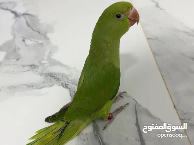 الببغاء الدره