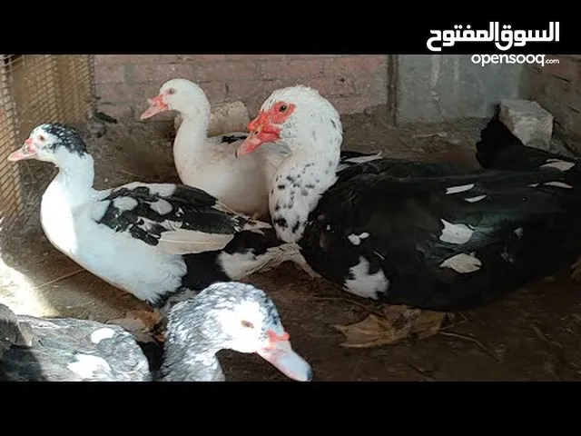 مطلوب بشوش عرب ومصري للبيع في الهارثة