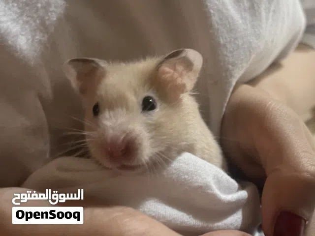 2 هامستر سوري مع اغراضهم مستعجل