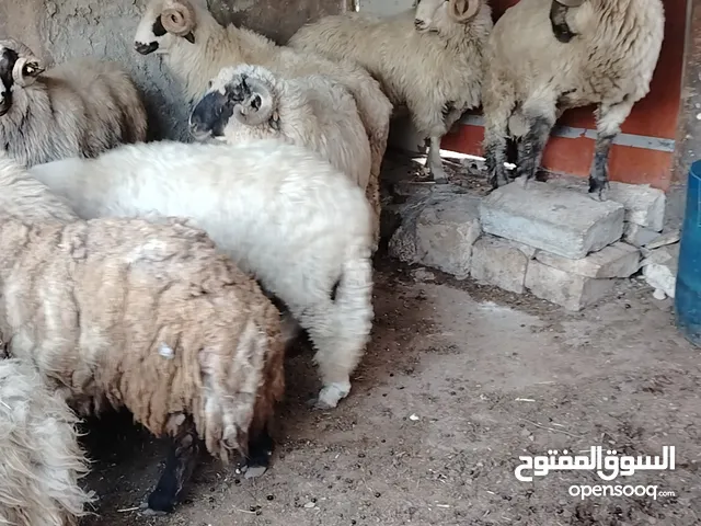 خرفان اضاحي